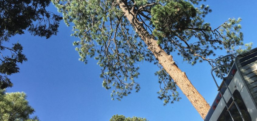 Apache Creek Campground – Under the ponderosas