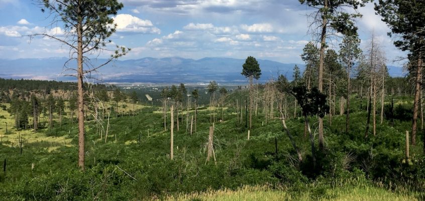 American Spring – Free camping near Los Alamos